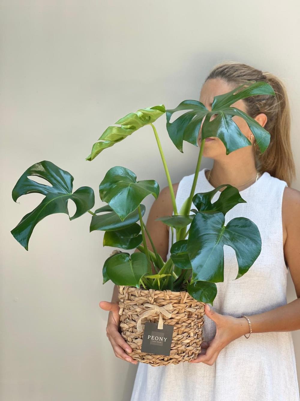 Monstera Deve Tabanı